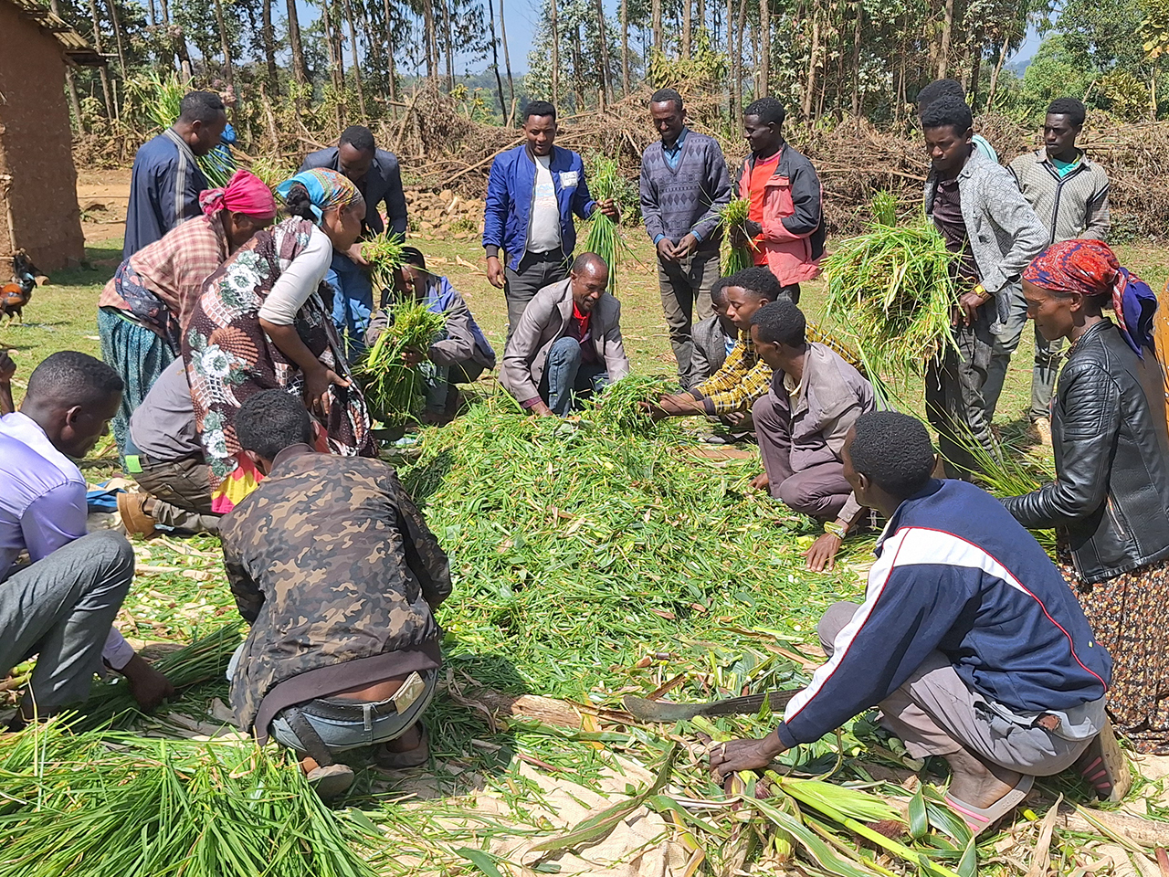 Transforming African Food Systems through Regenerative Agriculture