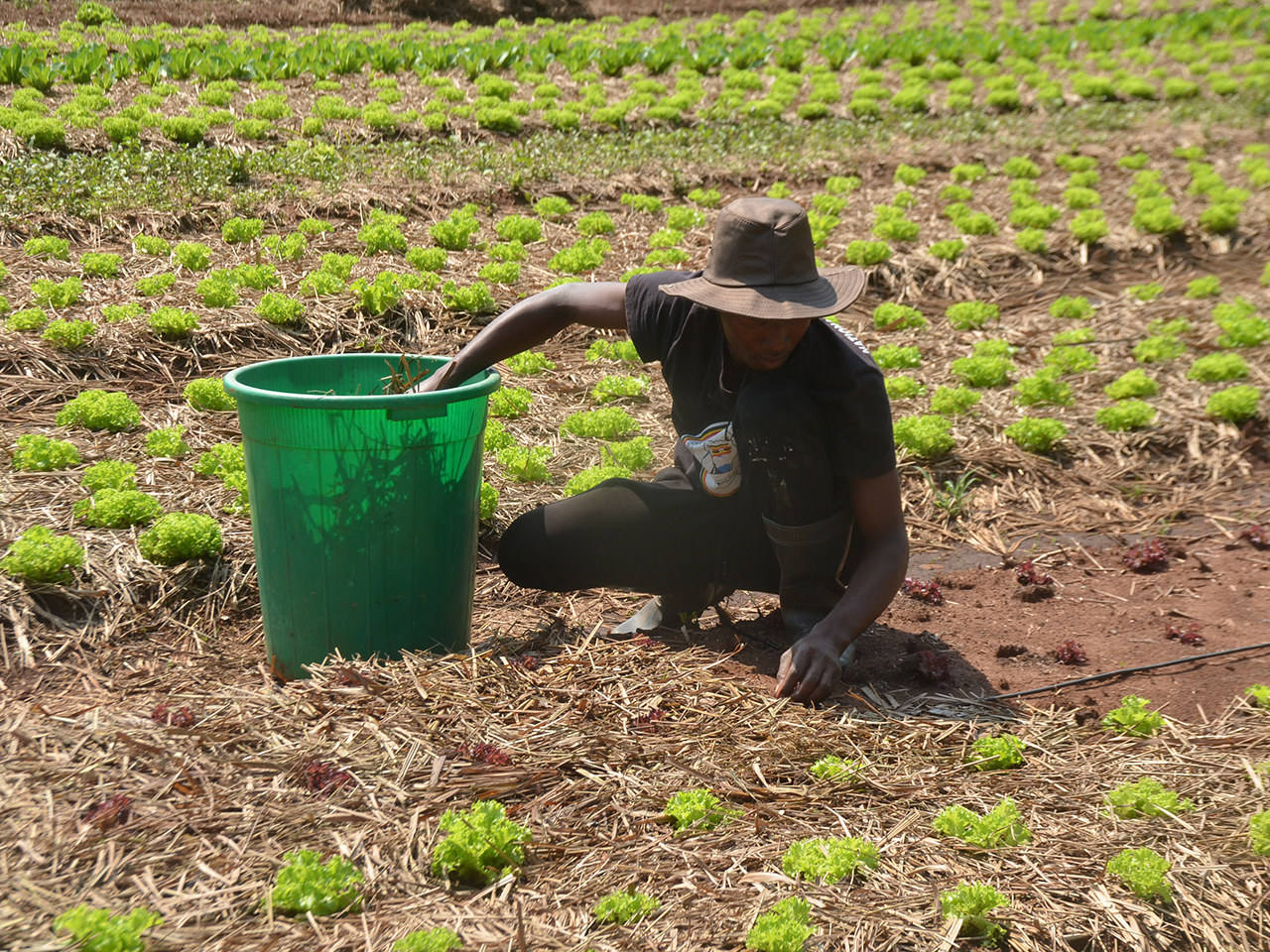 Building Sustainable, Resilient and Inclusive Food Systems and Local Economies in Africa anchored in the Blue Economy and Agriculture