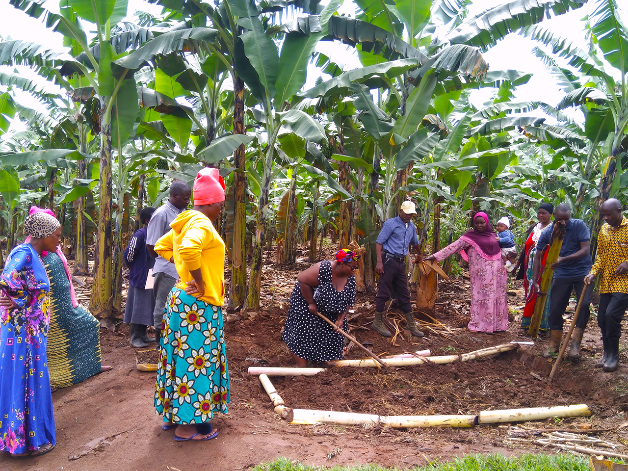 Building Sustainable, Resilient and Inclusive Food Systems and Local Economies in Africa anchored in the Blue Economy and Agriculture
